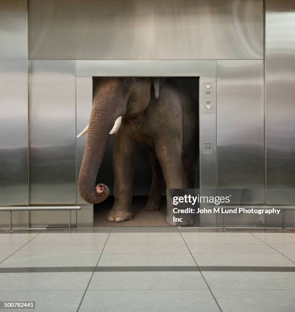 elephant in office elevator - crowded elevator stockfoto's en -beelden