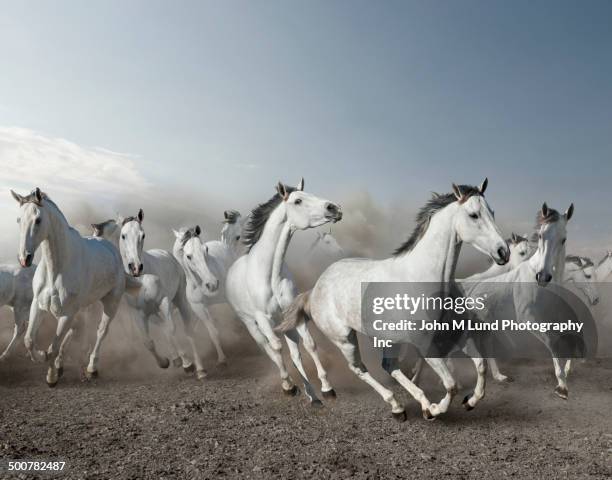 wild horses stampeding in desert - stampede stock pictures, royalty-free photos & images