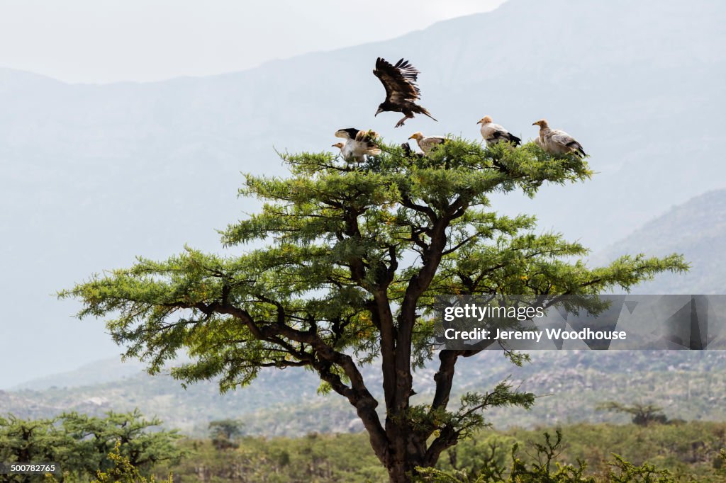 Vultures roosting in frankincense tree