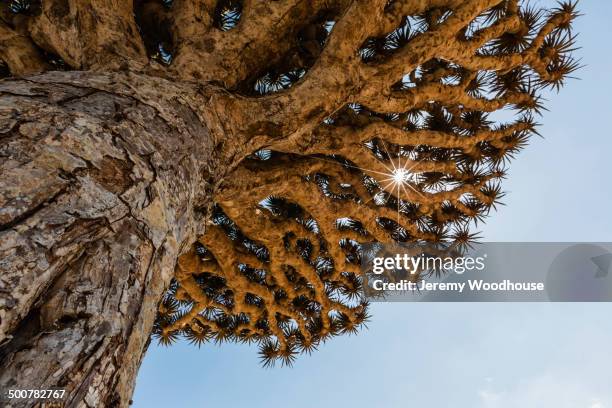 low angle view of dragon's blood tree - dracaena draco stock pictures, royalty-free photos & images