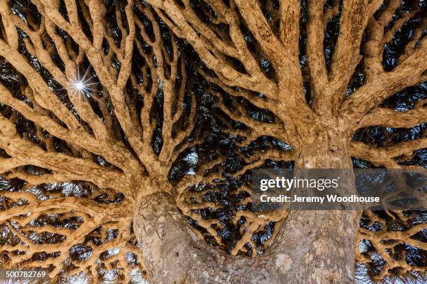 low angle view of dragon's blood tree - dragon blood tree stock pictures, royalty-free photos & images