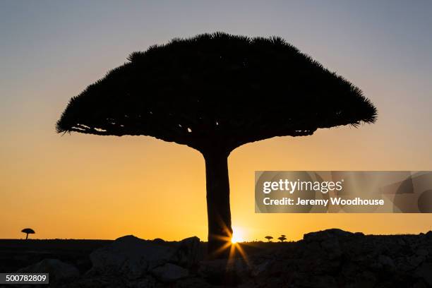 silhouette of dragon's blood tree at sunset - agavaceae agave imagens e fotografias de stock