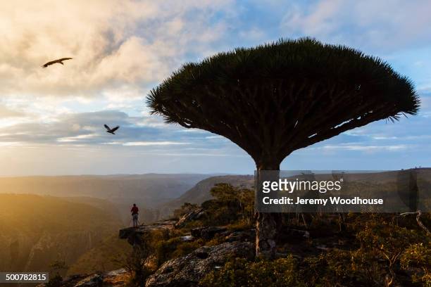 dragons' blood trees growing in rural desert landscape - dragon blood tree stock pictures, royalty-free photos & images