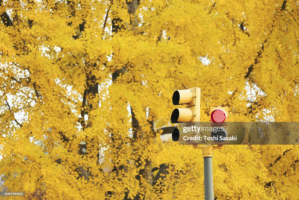 Traffic signal in front of autumn color leaves