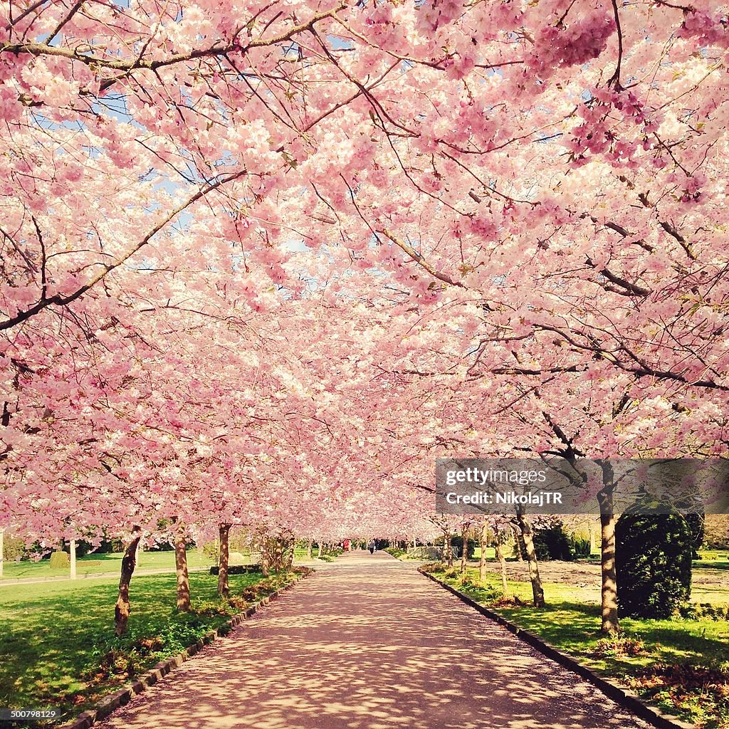 Denmark, Copenhagen, View of blossom cherry trees