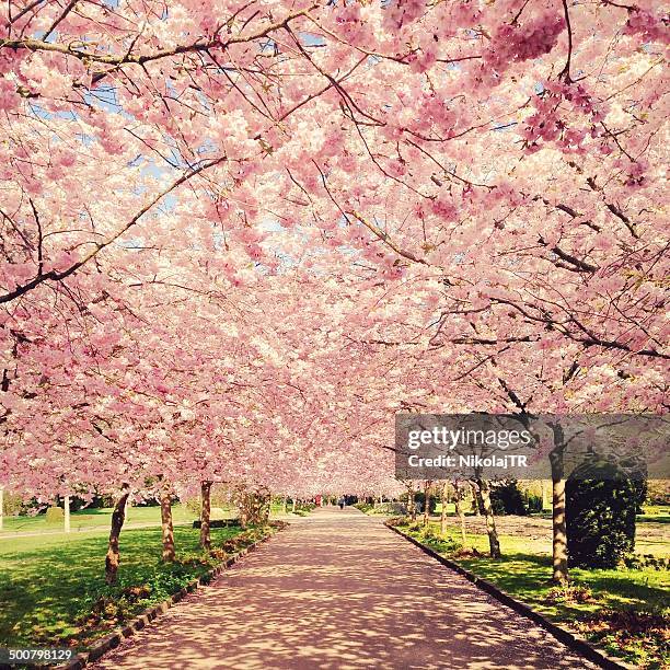 denmark, copenhagen, view of blossom cherry trees - cherry blossom fotografías e imágenes de stock