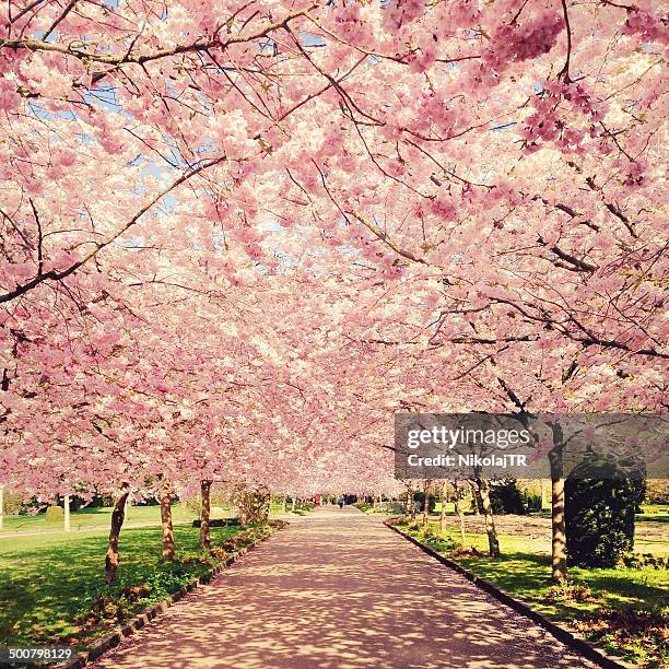 denmark, copenhagen, view of blossom cherry trees - rodeado de árvores imagens e fotografias de stock