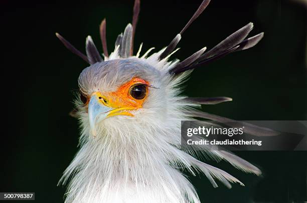 secretary bird, western cape, south africa - secretarisvogel stockfoto's en -beelden