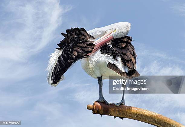 australia, australian pelican preening his wing - preen stock pictures, royalty-free photos & images