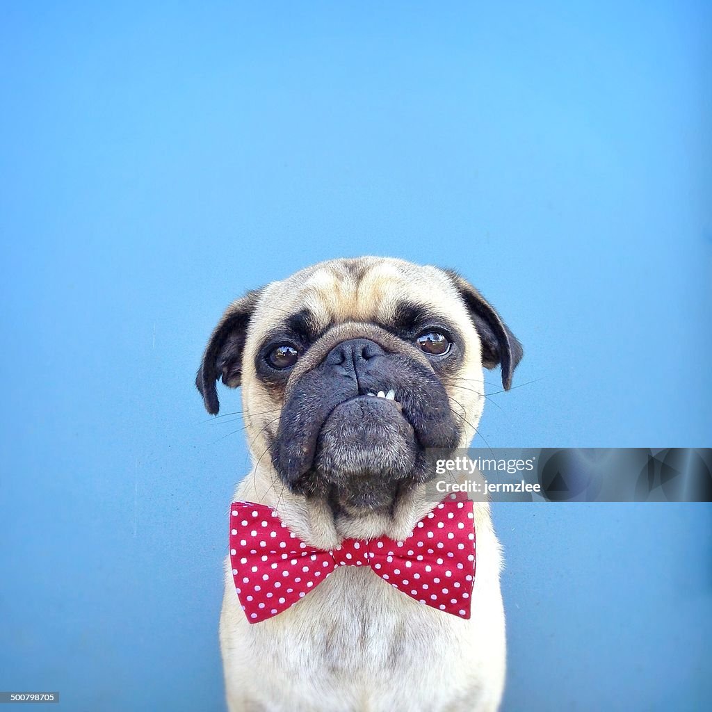 Portrait of a Pug dog wearing bow tie