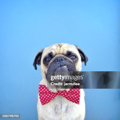 Portrait of a Pug dog wearing bow tie Portrait of a Pug dog wearing bow tie