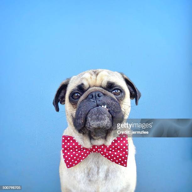 portrait of a pug dog wearing bow tie - funny animals stock pictures, royalty-free photos & images