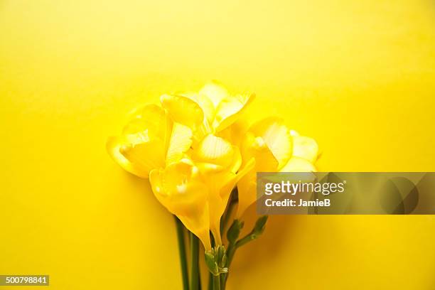 yellow freesia flowers on a yellow background - freesia flowers stock pictures, royalty-free photos & images