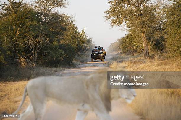 lion crossing road in front of a jeep on safari, south africa - südafrika safari stock-fotos und bilder