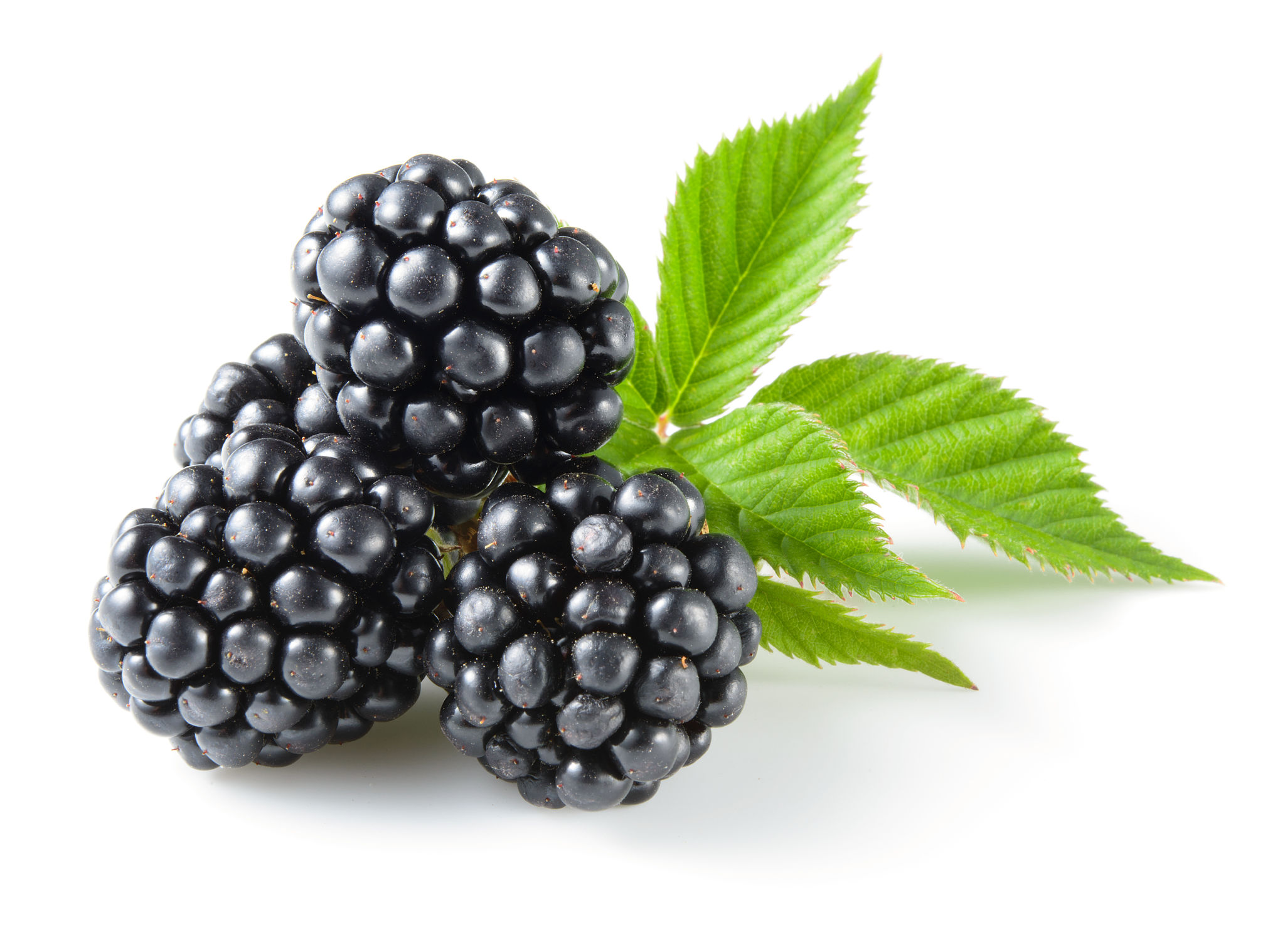 ripe blackberries