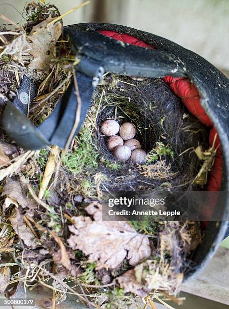 bird nest and eggs in riding helmet - annette haven imagens e fotografias de stock