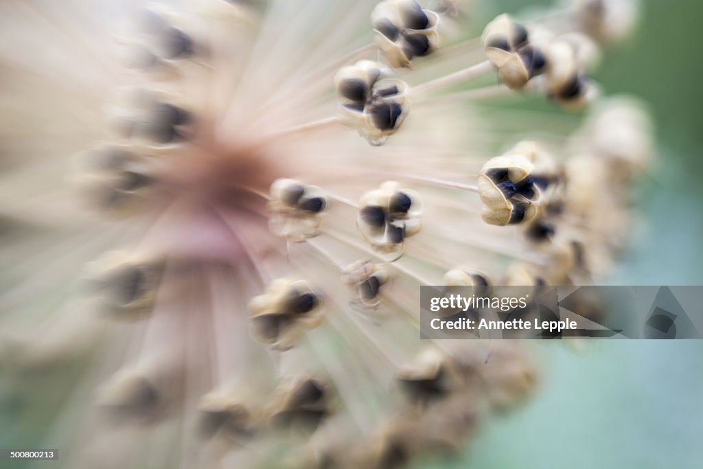 Close up of Allium aflatunense