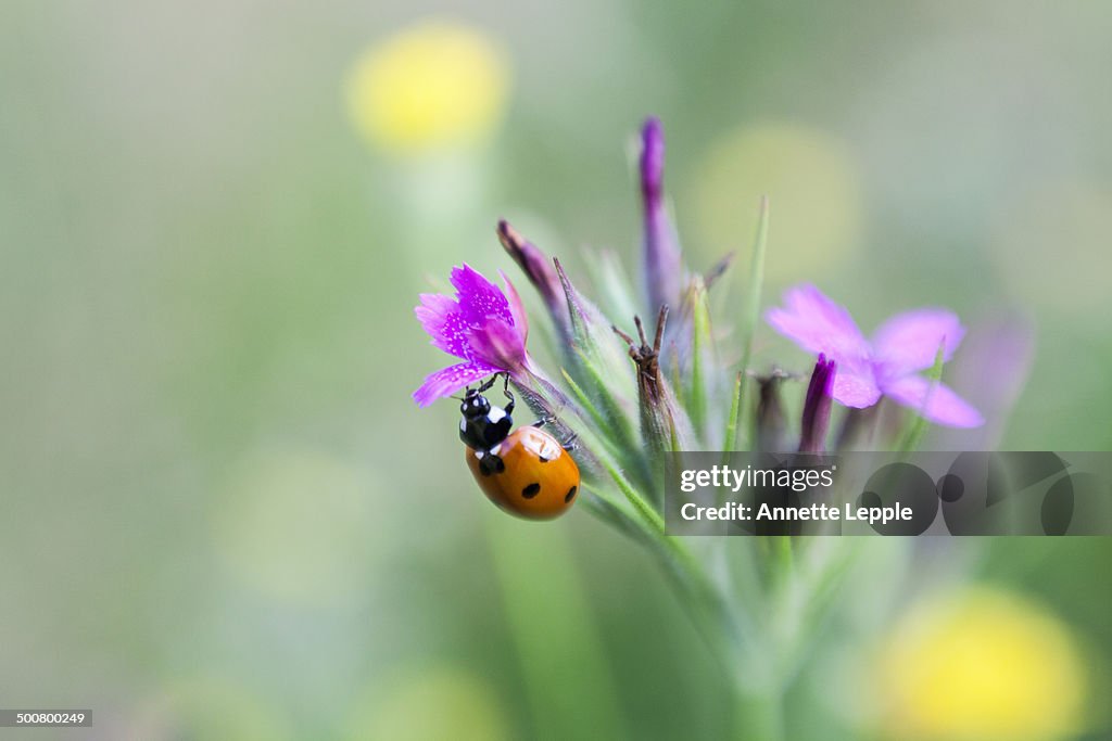 Seven spot ladybird sitting on wildflower