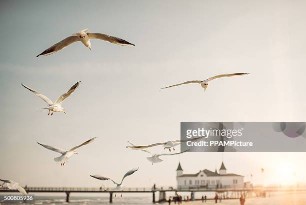 flying seagulls - ahlbeck stock pictures, royalty-free photos & images