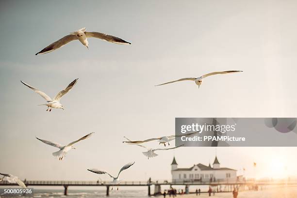 flying seagulls - seagull bildbanksfoton och bilder