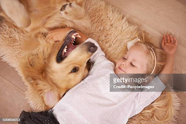 best friends for life - dog on wooden floor stock pictures, royalty-free photos & images