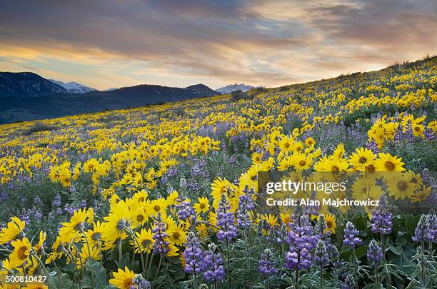 Methow Valley Wildflowers North Cascades High Res Stock Photo Getty methow-valley-wildflowers-north-cascades-high-res-stock-photo-getty
