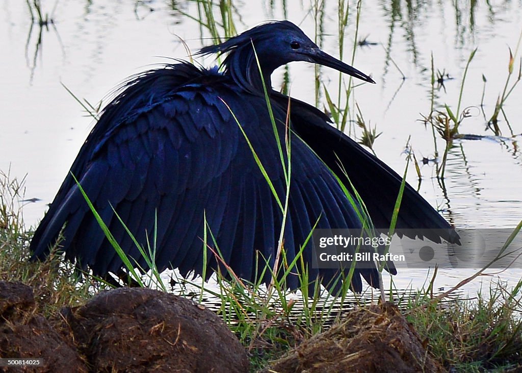 Black heron egret spread wings to hunt