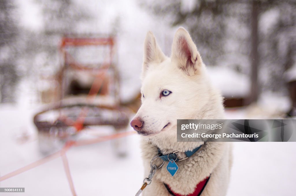 Dog used in dog sledge in Lapland