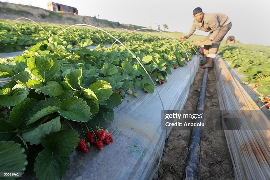 Strawberry harvesting in Gaza