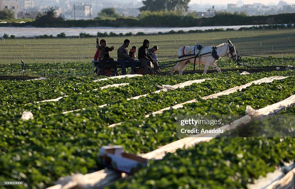 Strawberry harvesting in Gaza