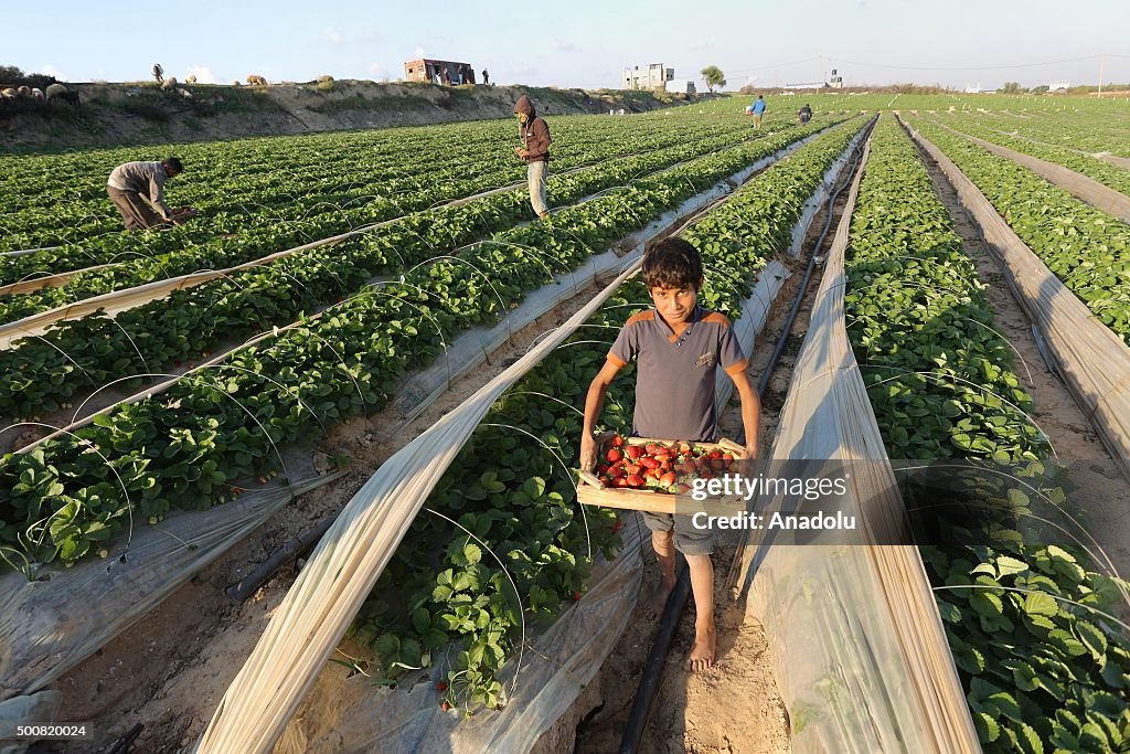 Strawberry harvesting in Gaza