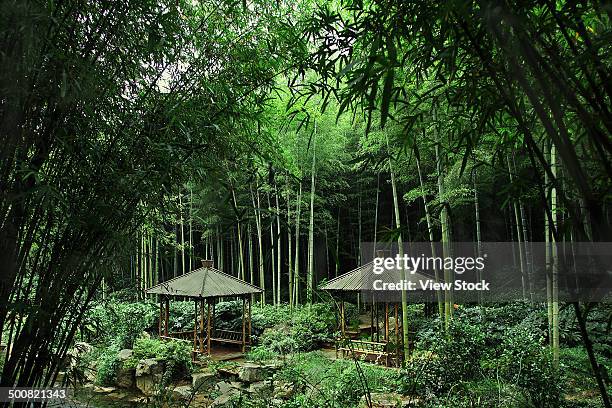 anji,zhejiang,china - bamboo grove stock pictures, royalty-free photos & images
