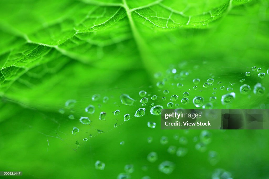 Water drops