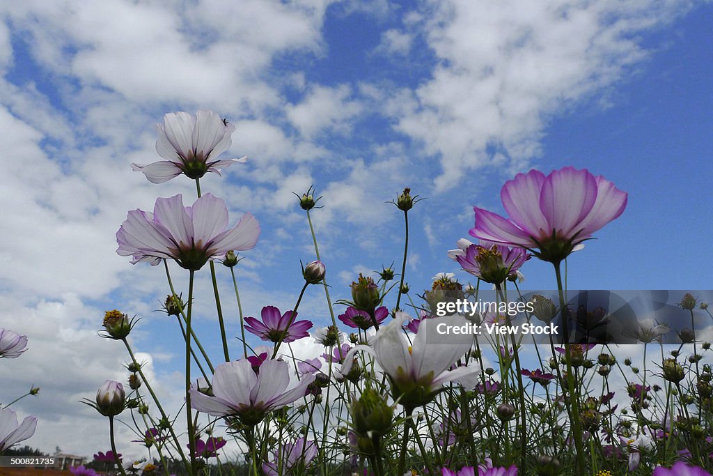 Coreopsis flowers