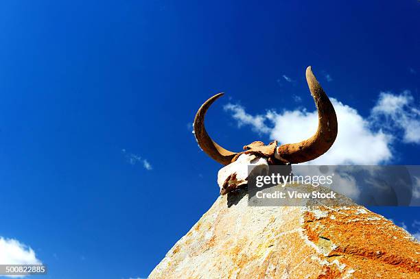 cattle horn - longhorn cowfish stock pictures, royalty-free photos & images