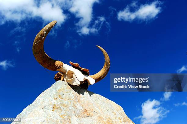 cattle horn - longhorn cowfish stock pictures, royalty-free photos & images