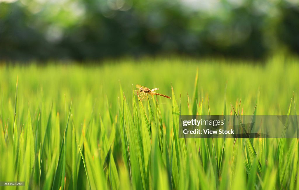 Rice field,Yangzhou,Jiangsu,China