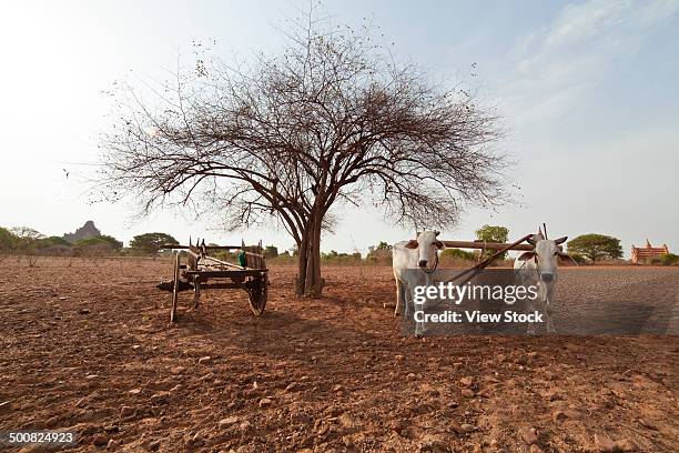 burma - ancient plow stock pictures, royalty-free photos & images