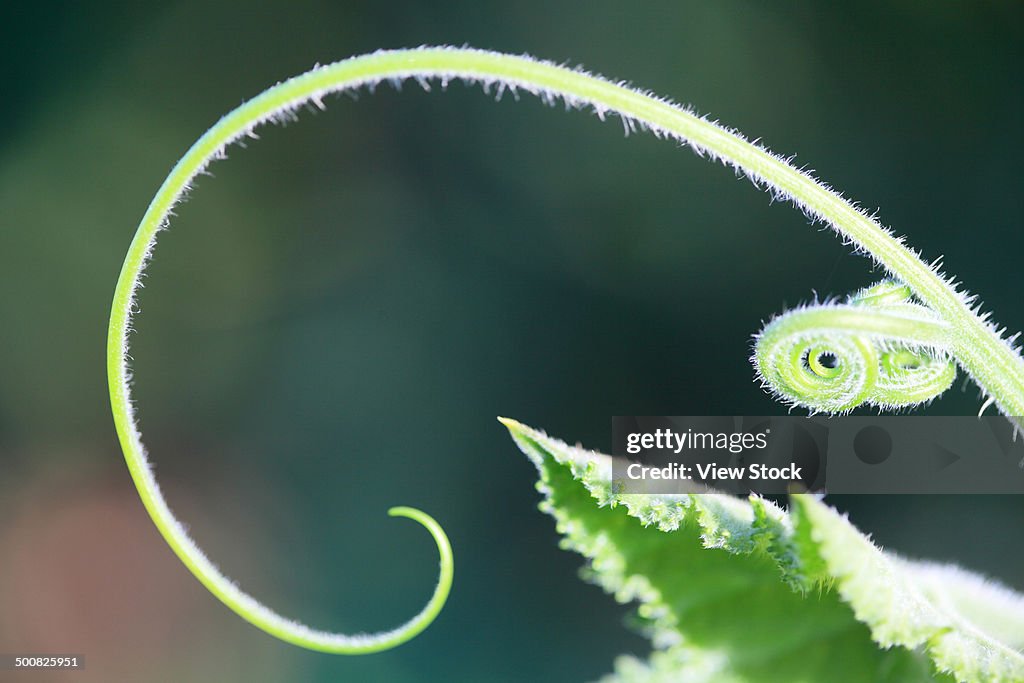 Green leaf