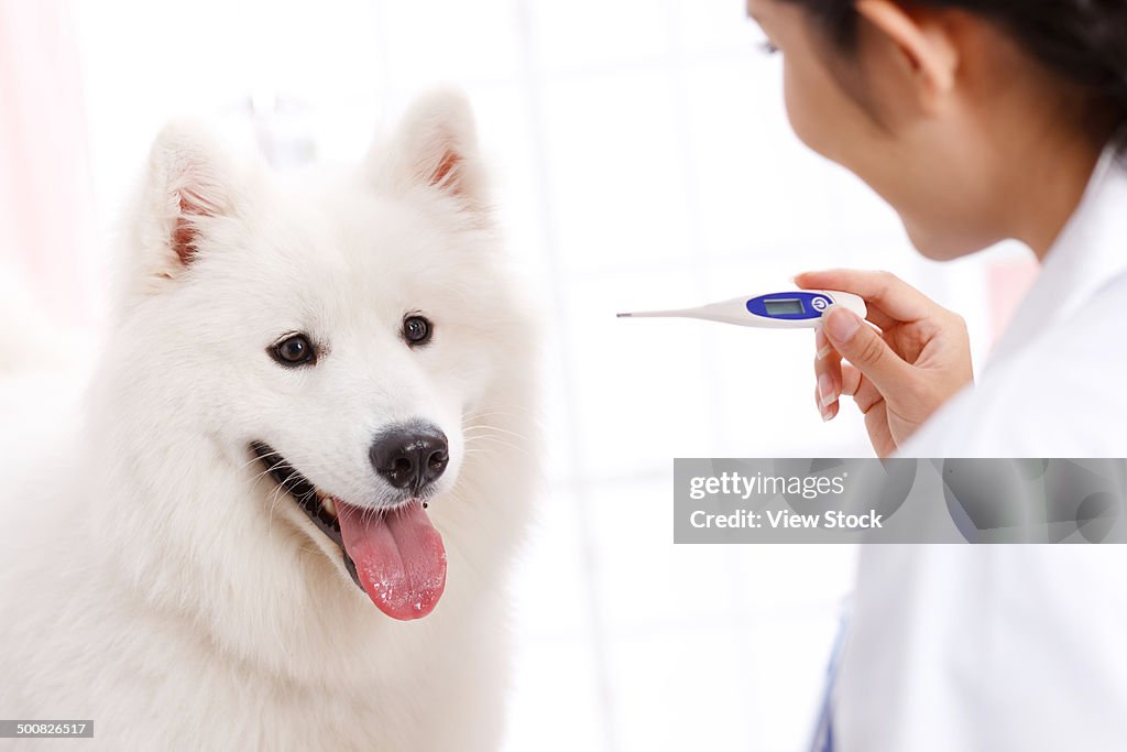 Young female veterinarian with a dog