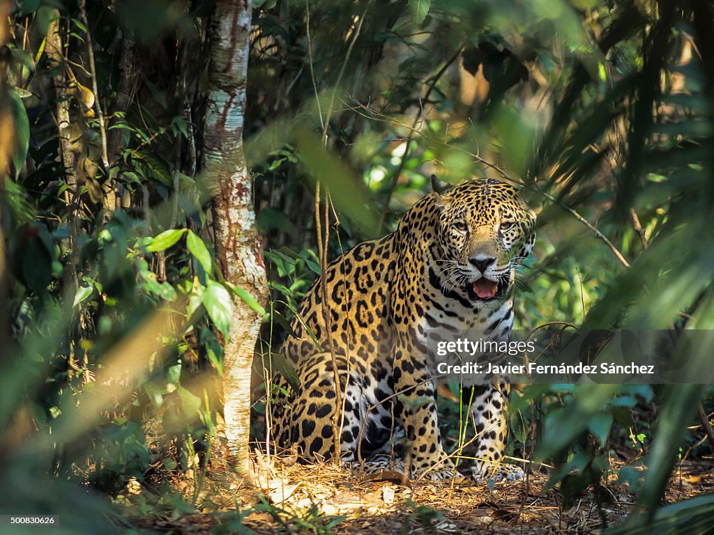 A jaguar (Panthera onca) in the jungles of Central America.