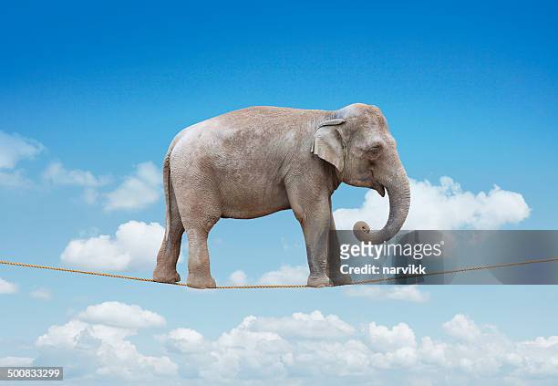 elephant balancing on the rope - artists with animals stockfoto's en -beelden