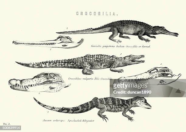 natural history-crocodilia-gangesgavial, nilkrokodil, schauspiel - alligator stock-grafiken, -clipart, -cartoons und -symbole