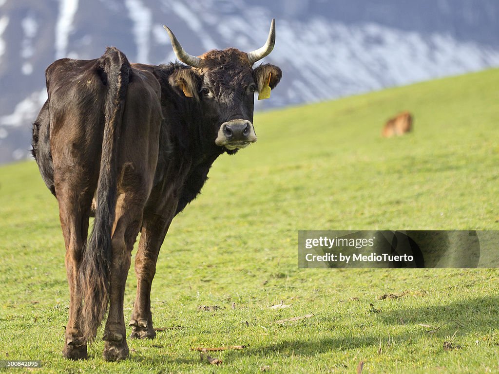 Cow on the slopes