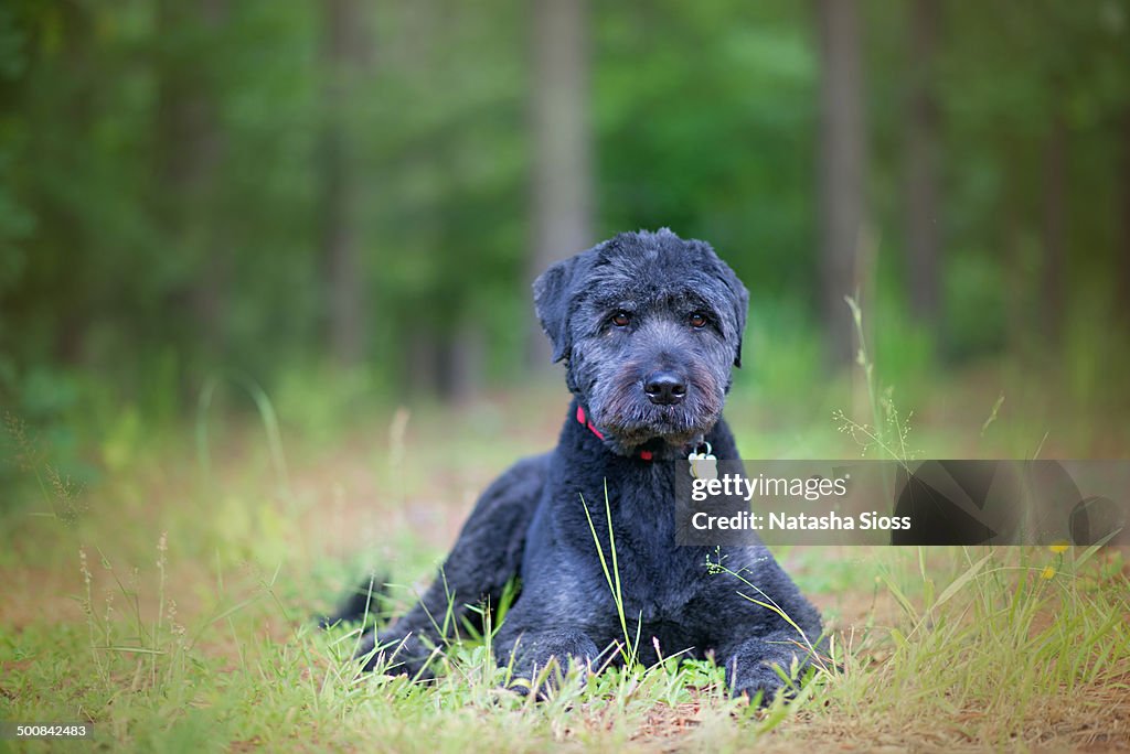 Black labradoodle