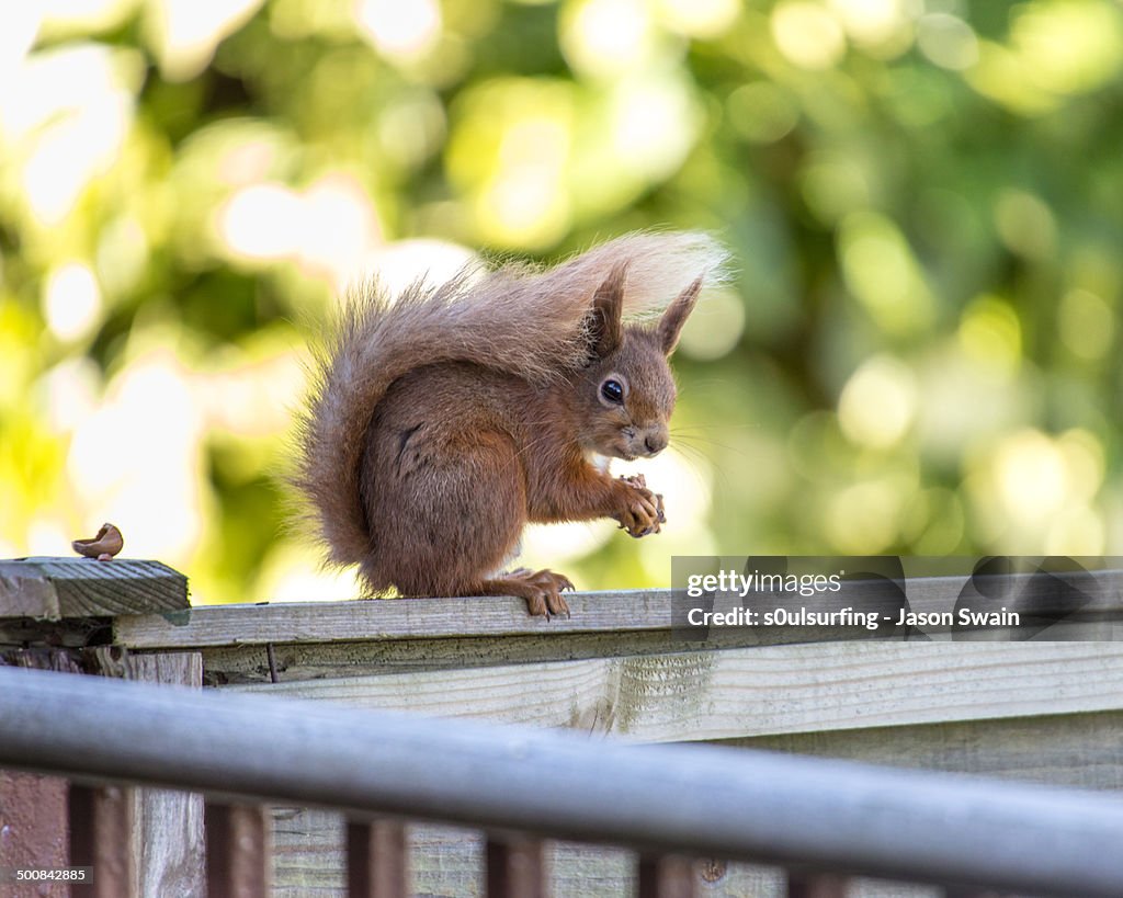 Red Squirrel with Hazelnuts