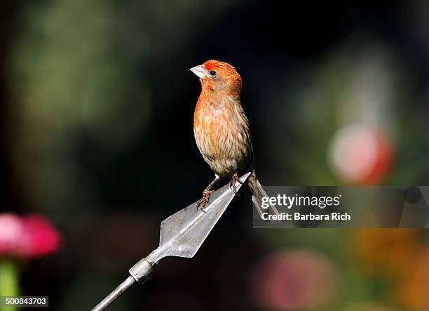 male house finch perched on arrow - vink stockfoto's en -beelden