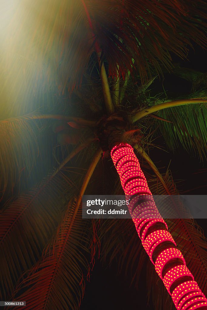 Palm Tree Nights