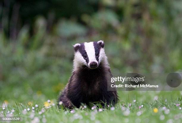 european badger in daisies. - dachs stock-fotos und bilder