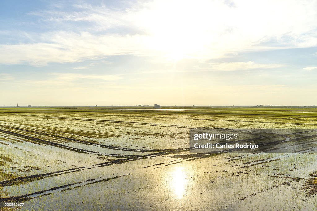 Rice plantation fields